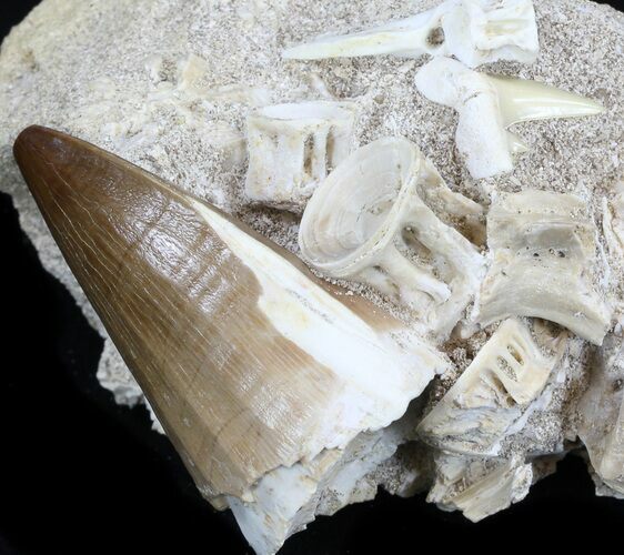 Mosasaur Tooth With Shark Tooth & Vertebra #35091
